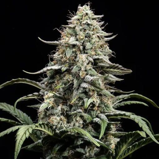 Atlas Seeds' Blue Dream strain is shown in a detailed nug photo